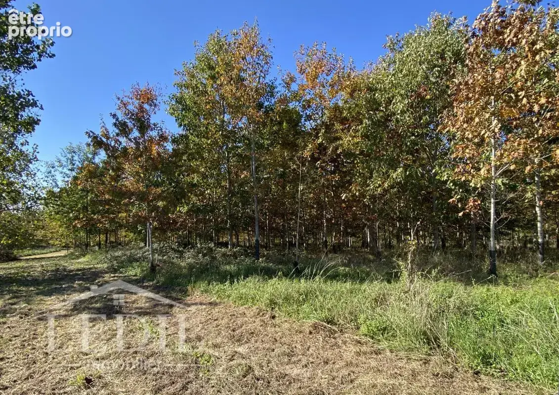 Parcelles Forestière et Bois - photo 3