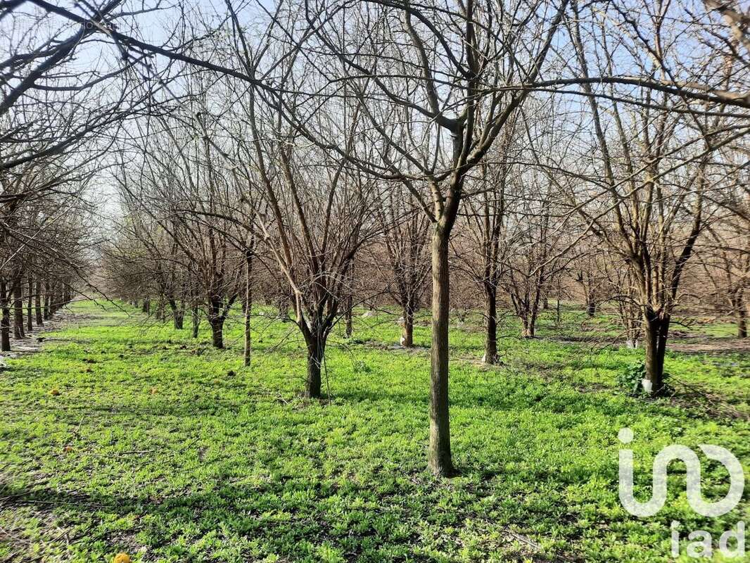 Photo 7 - Terrain à BEZOUCE