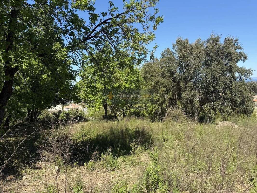 Terrain à LUCCIANA