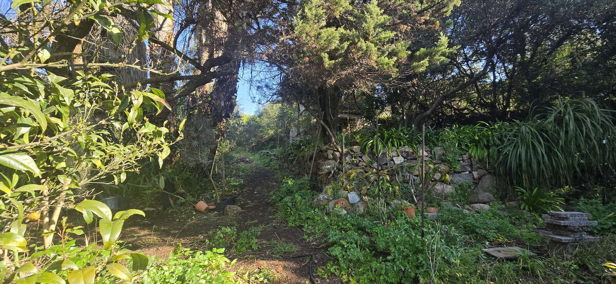 Terrain à OLMETO
