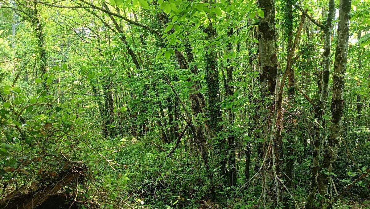 Terrain à CUSSAC