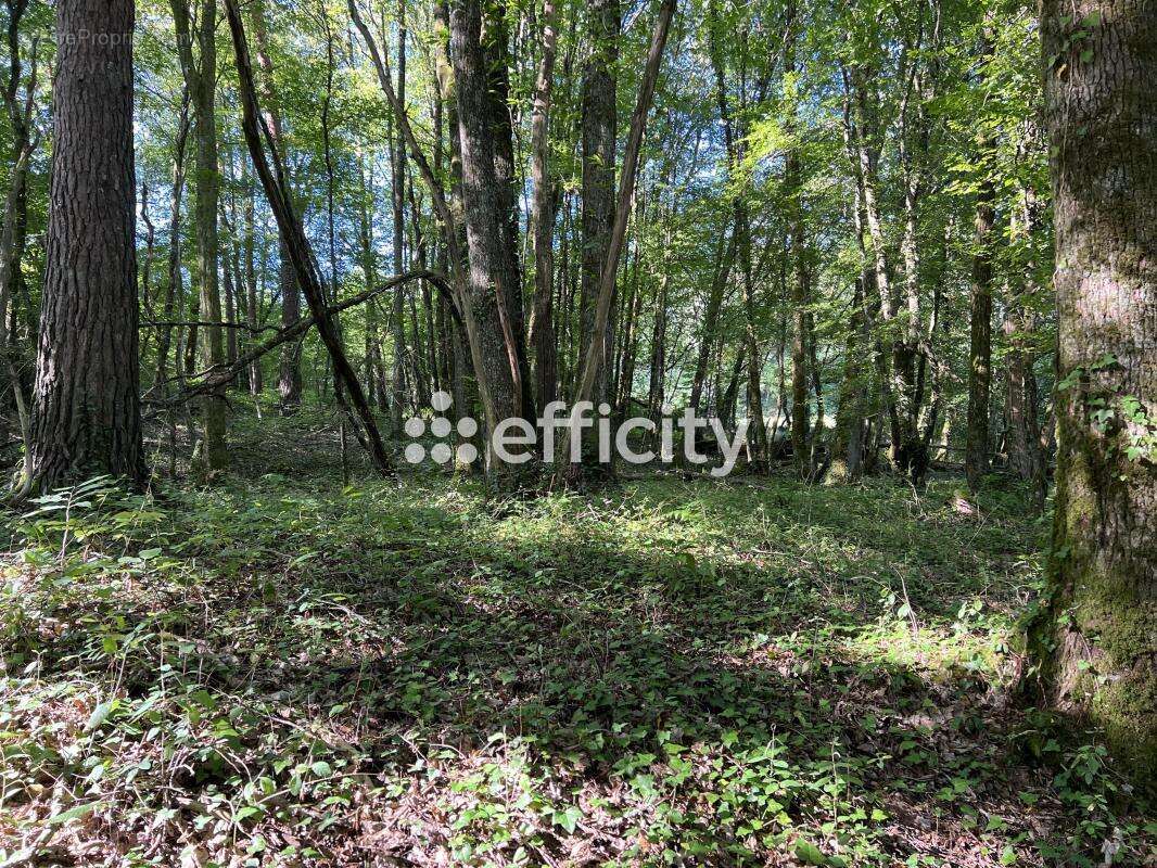 Terrain à BRIVE-LA-GAILLARDE