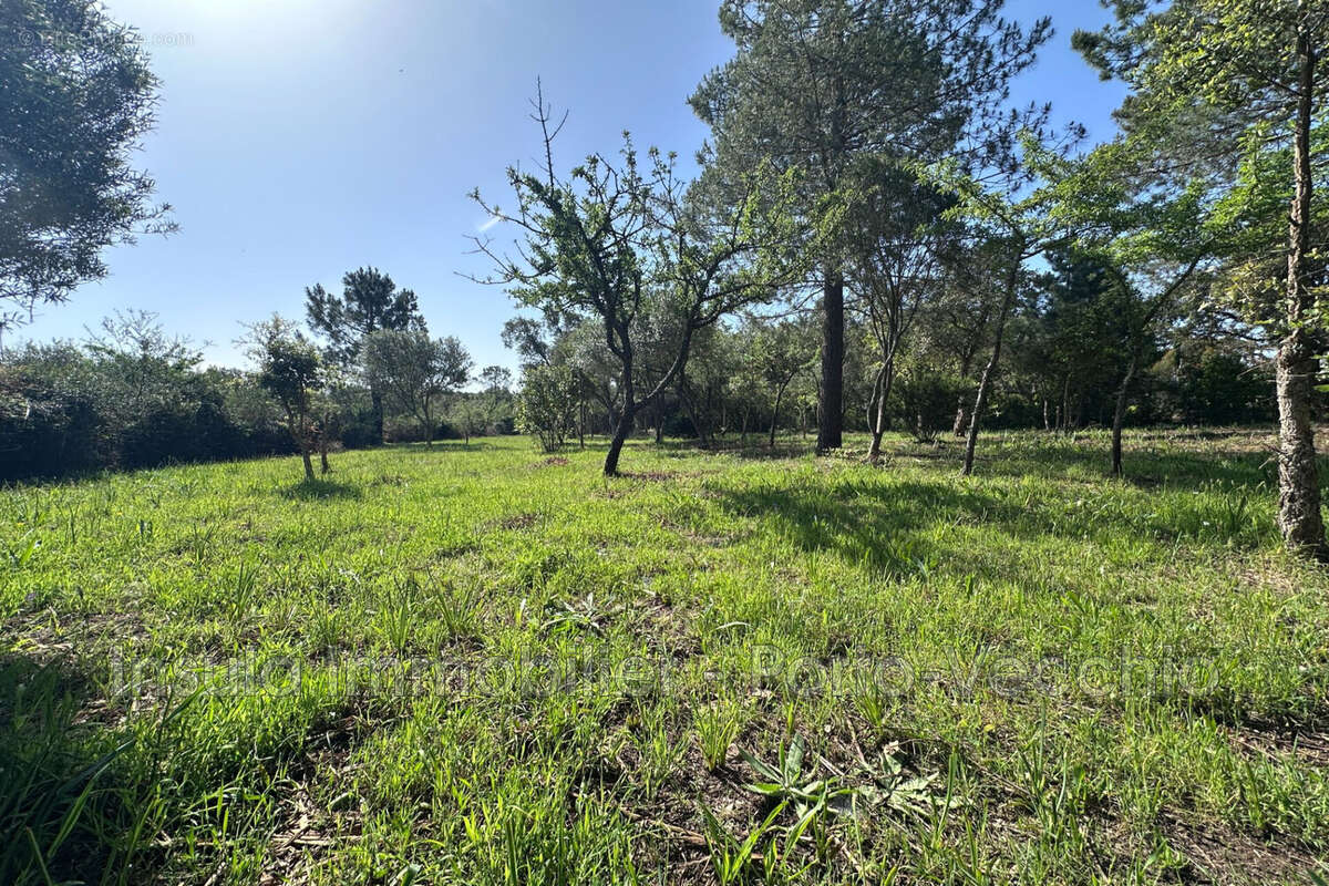 Terrain à PORTO-VECCHIO