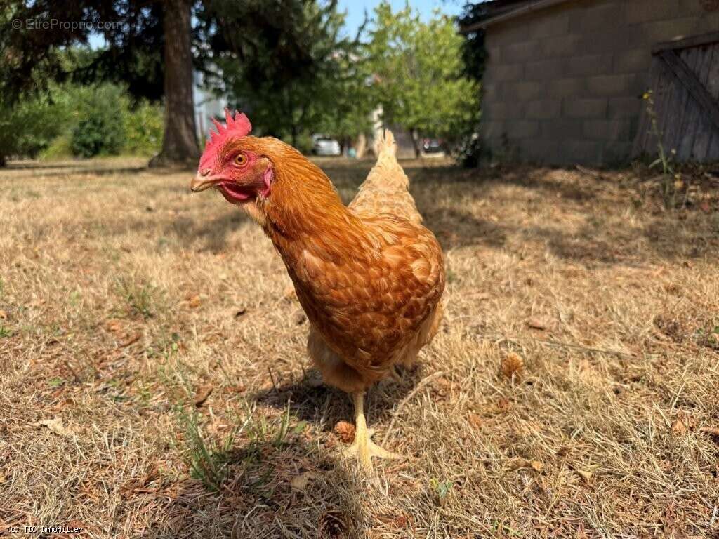 Propriété De Caractère Sur 2 Hectares Avec Deux Gîtes, Piscine Et Fort Potentiel De Développement - photo 52