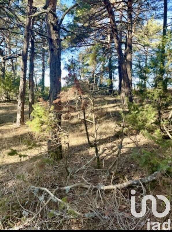 Photo 2 - Terrain à LA MARTRE