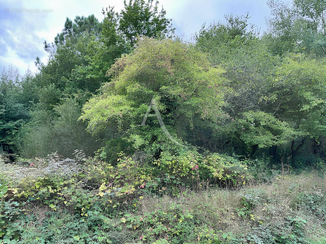 Terrain à LA BREILLE-LES-PINS