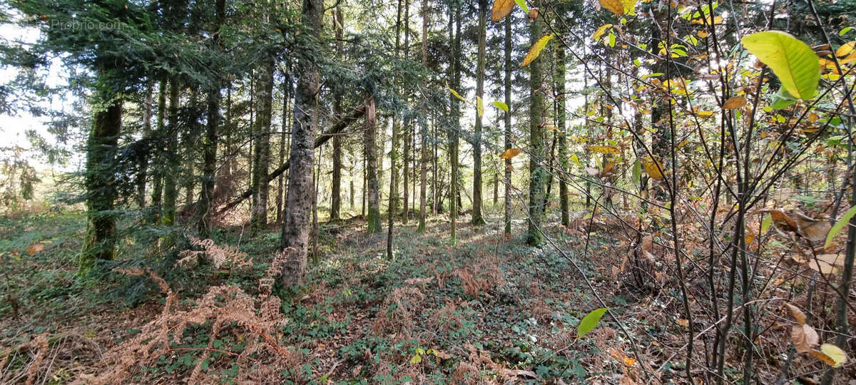 20251105_142419 - Terrain à PIEGUT-PLUVIERS