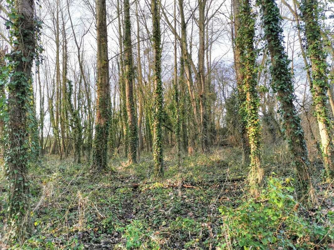 Terrain à LAMBALLE