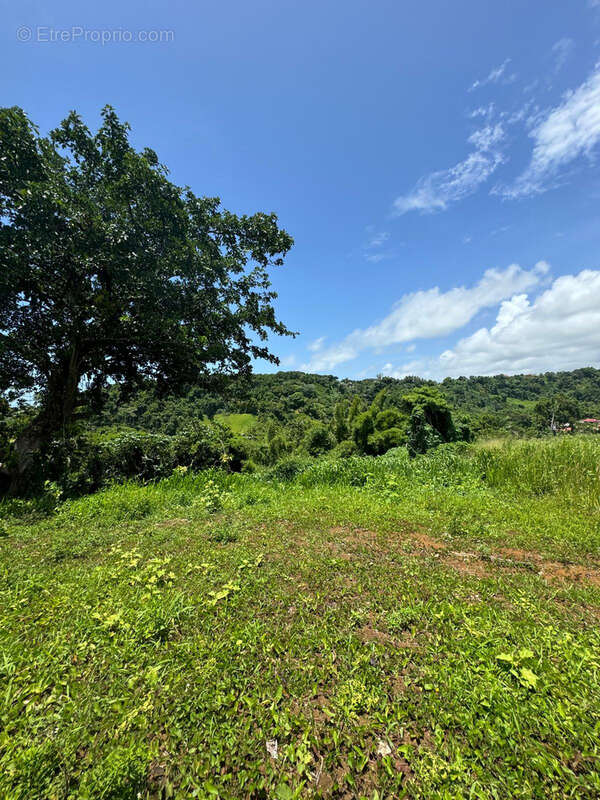 Terrain à PETIT-BOURG