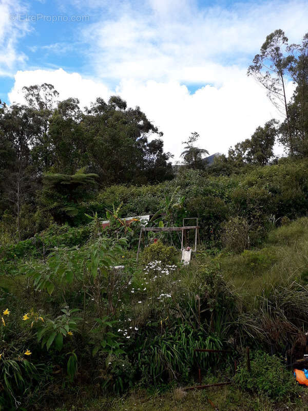 Maison à LA PLAINE-DES-PALMISTES
