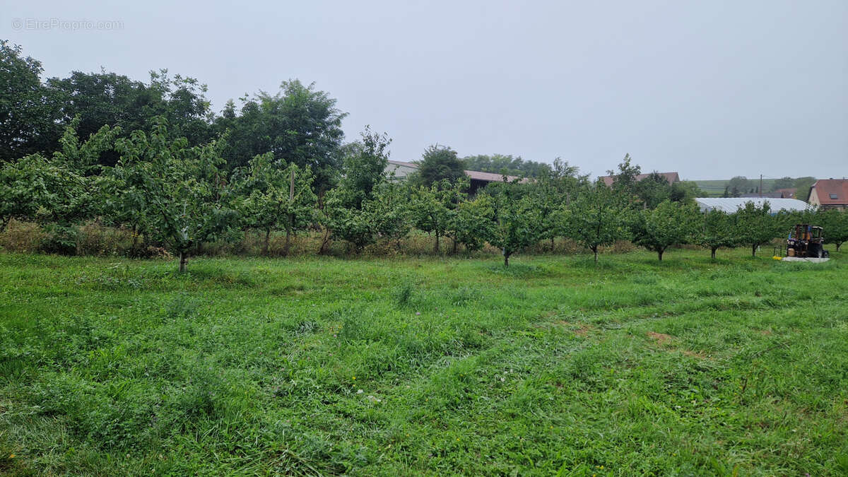 Terrain à EBERSHEIM