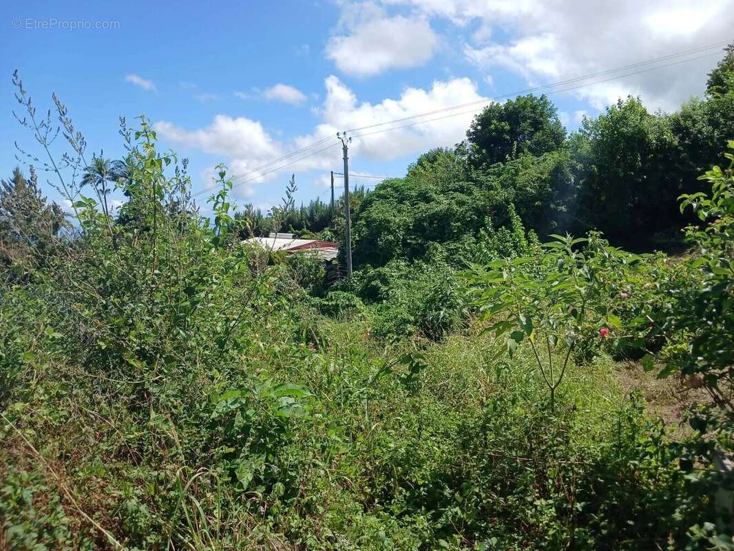 Terrain à LES TROIS-BASSINS