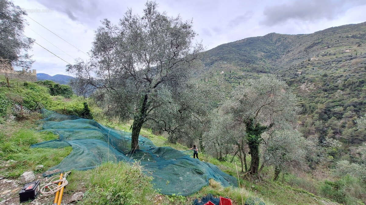 Maison à BREIL-SUR-ROYA