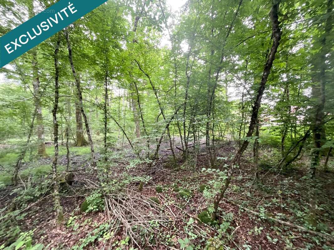 Photo 3 - Terrain à VOUZERON