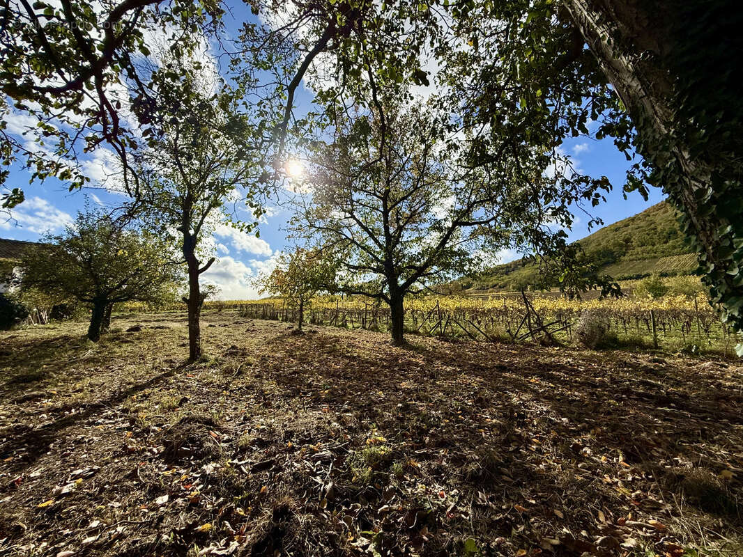 Terrain à CHATENOIS