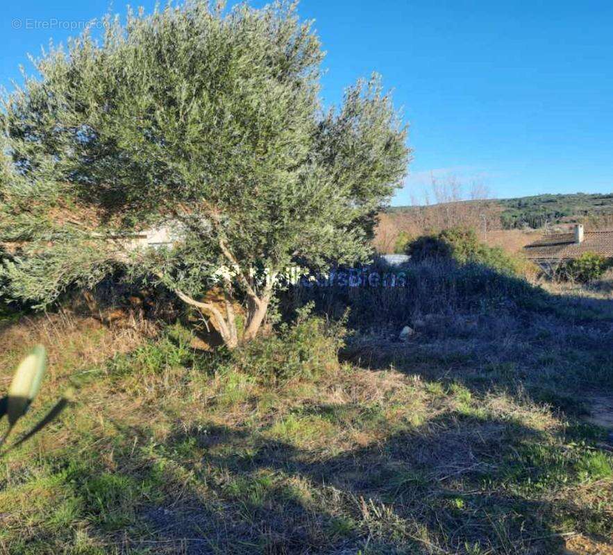 Terrain constructible 268 m² à Villeveyrac, libre de constructeur - photo 2