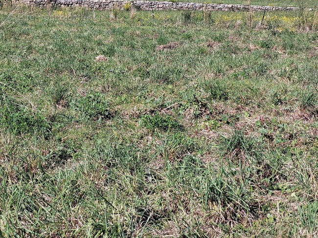 Terrain à TOULOUGES