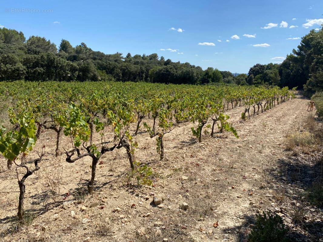 Terrain à SAINT-HILAIRE-D'OZILHAN