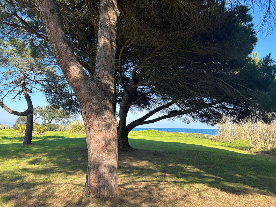 Appartement à POGGIO-MEZZANA