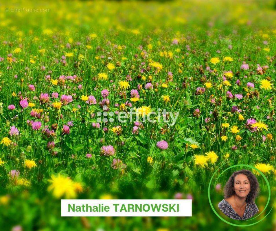 Terrain à ANGOULINS