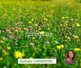 Terrain à ANGOULINS