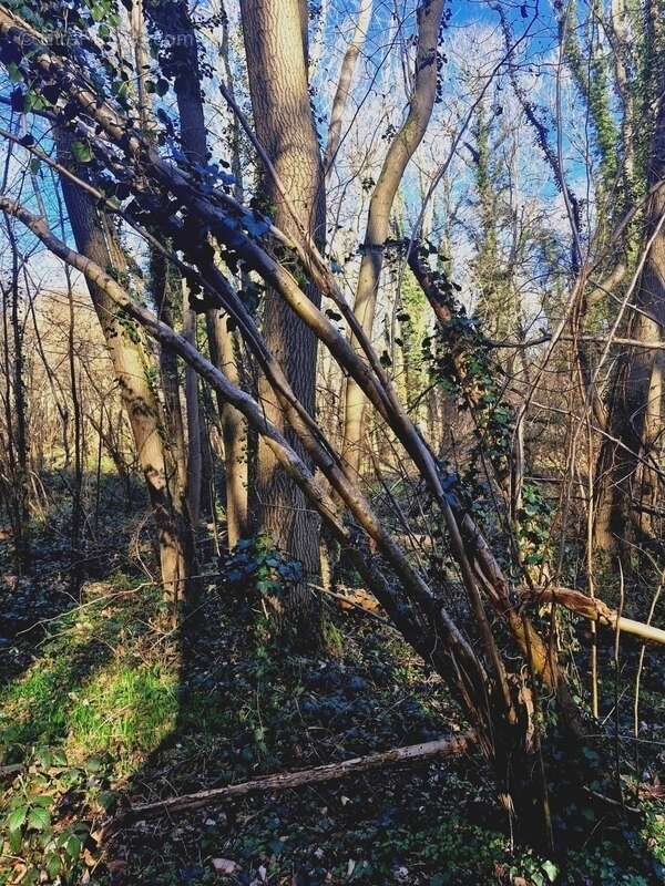 Terrain à RONQUEROLLES