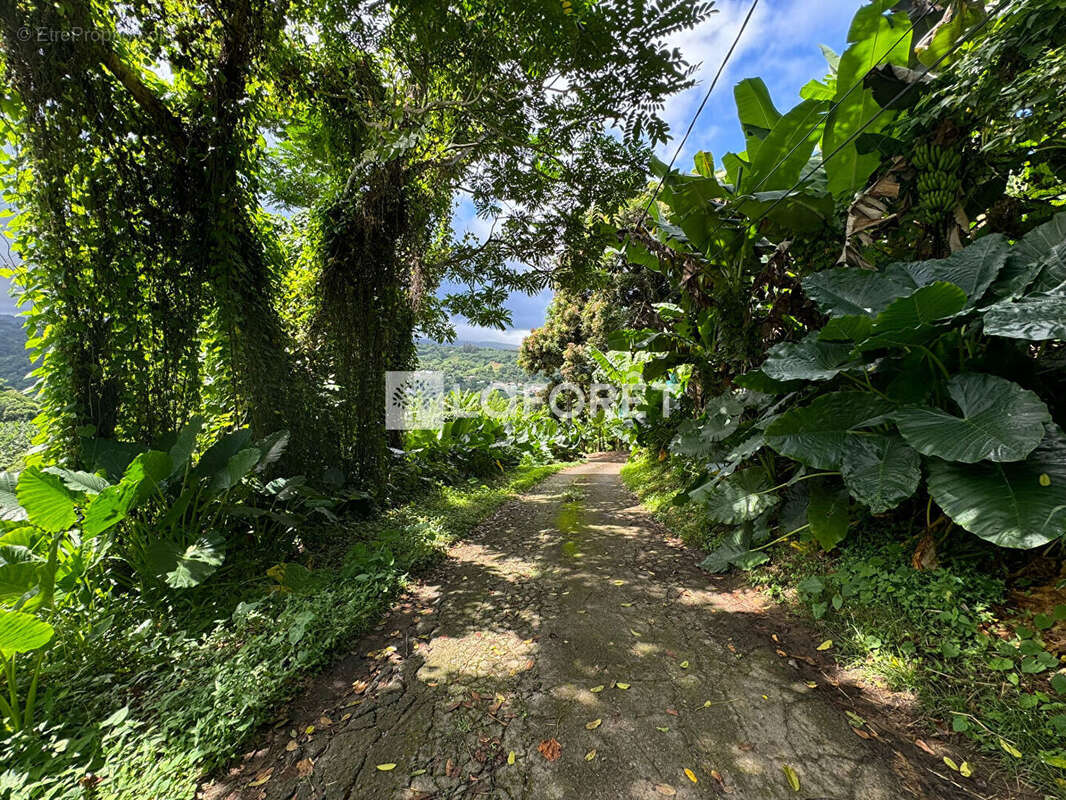 Terrain à LE LORRAIN