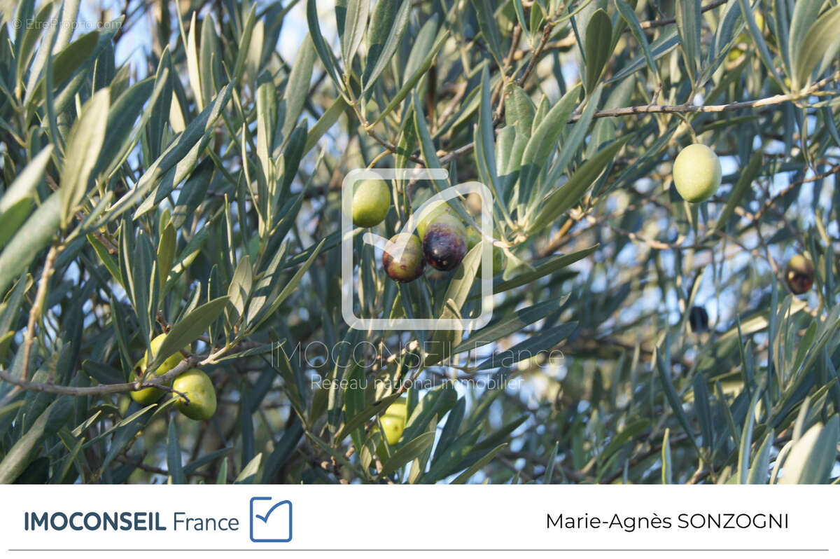 Terrain à SAINT-RESTITUT