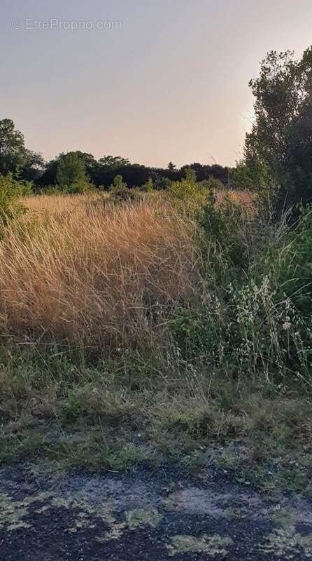 Terrain à SAINT-CIERS-DU-TAILLON