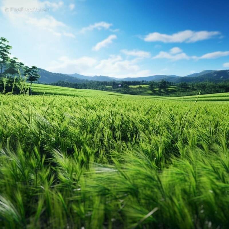 Terrain à LA MOTHE-ACHARD