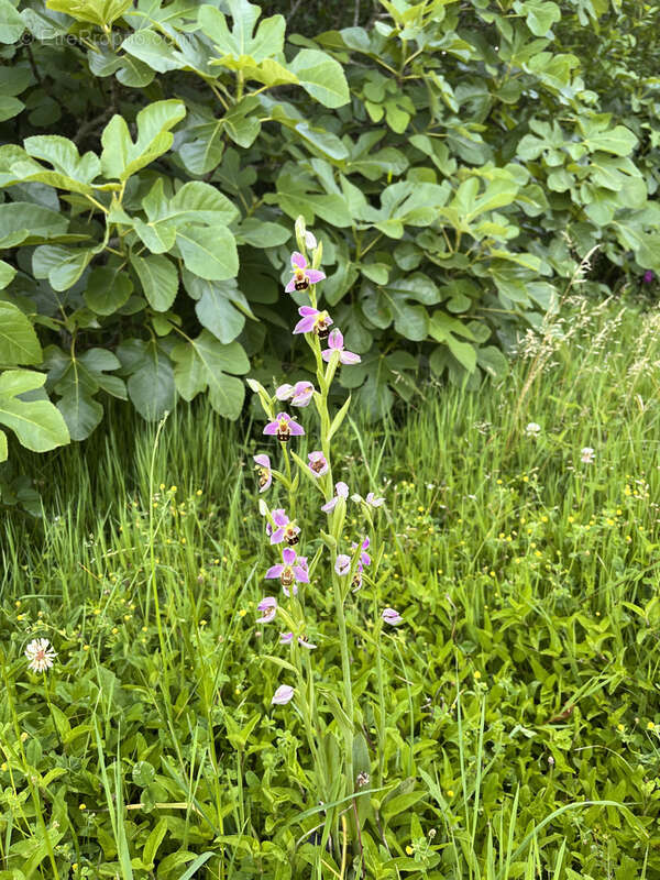 Maison à SAINT-CLAR