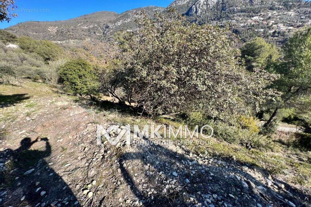 Terrain à CASTAGNIERS