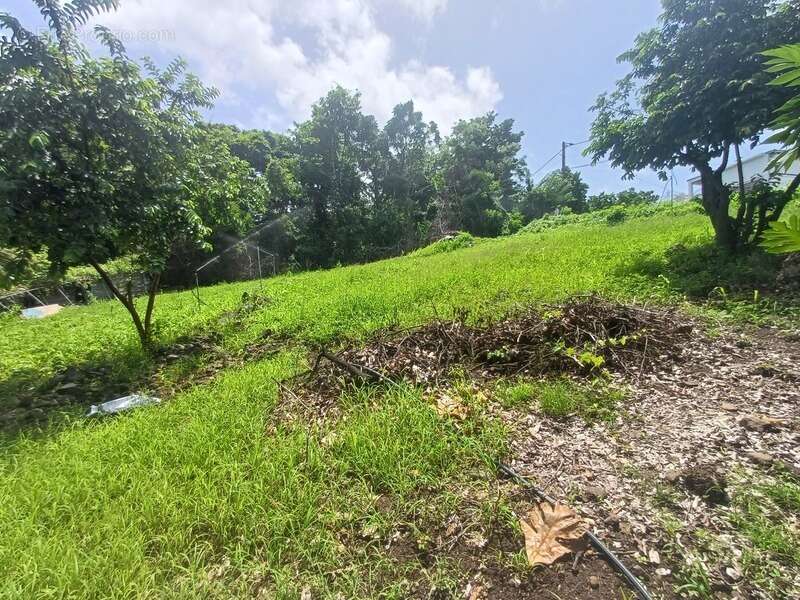 Terrain à vendre de 1 000,00 m² proche de Baillif (971) - photo 3