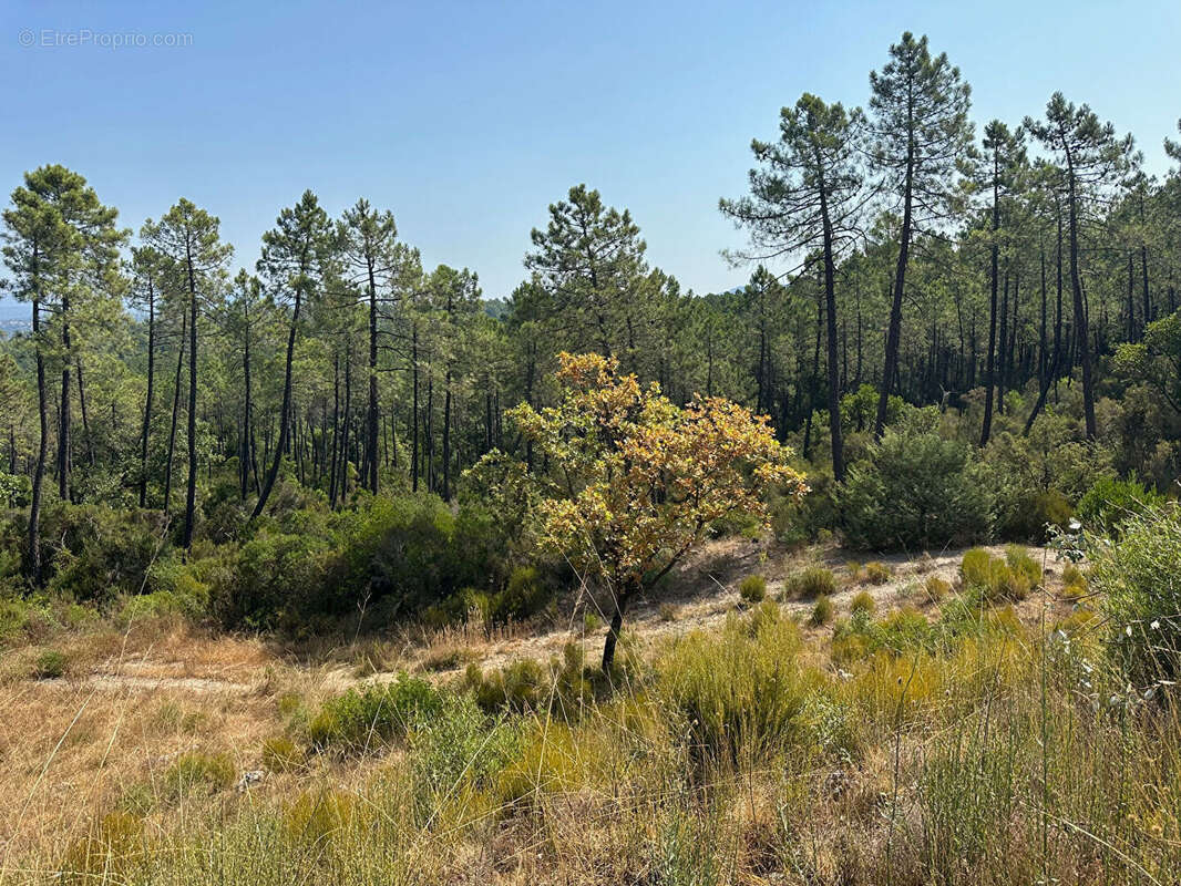 Terrain à TOURRETTES