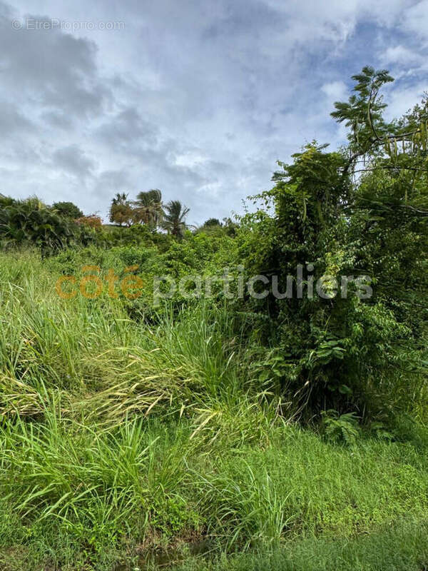 Terrain à SAINTE-ANNE