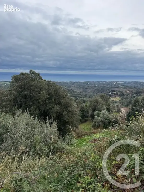 Terrain 7 200 m² à vendre à Cervione (20221) - photo 4