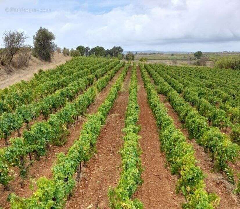 Photo 2 - Terrain à SAINT-NAZAIRE-D&#039;AUDE