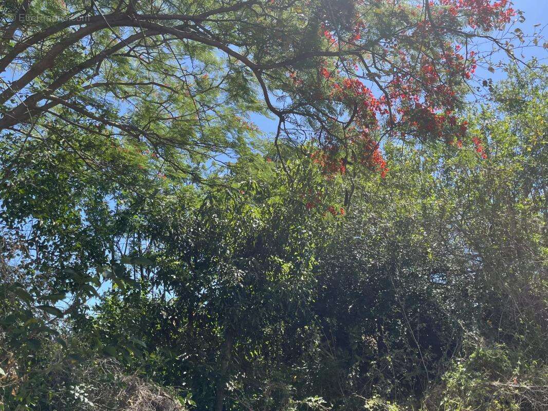 Terrain à SAINT-PIERRE