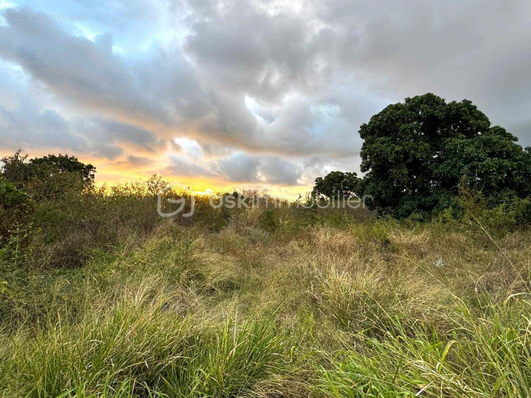 Terrain à SAINT-LOUIS