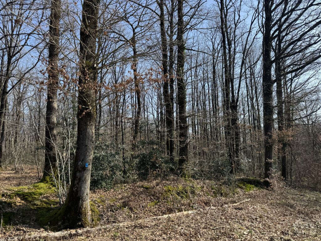À vendre   Propriété forestière de 78 ha   Indre (36) - photo 4