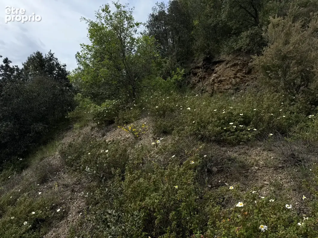 Reynes - terrain agricole - photo 4