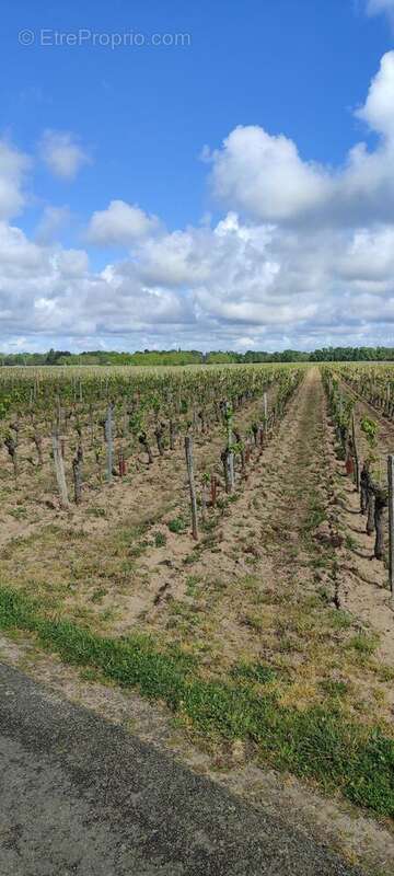 Photo 3 - Terrain à SAVIGNY-EN-VERON