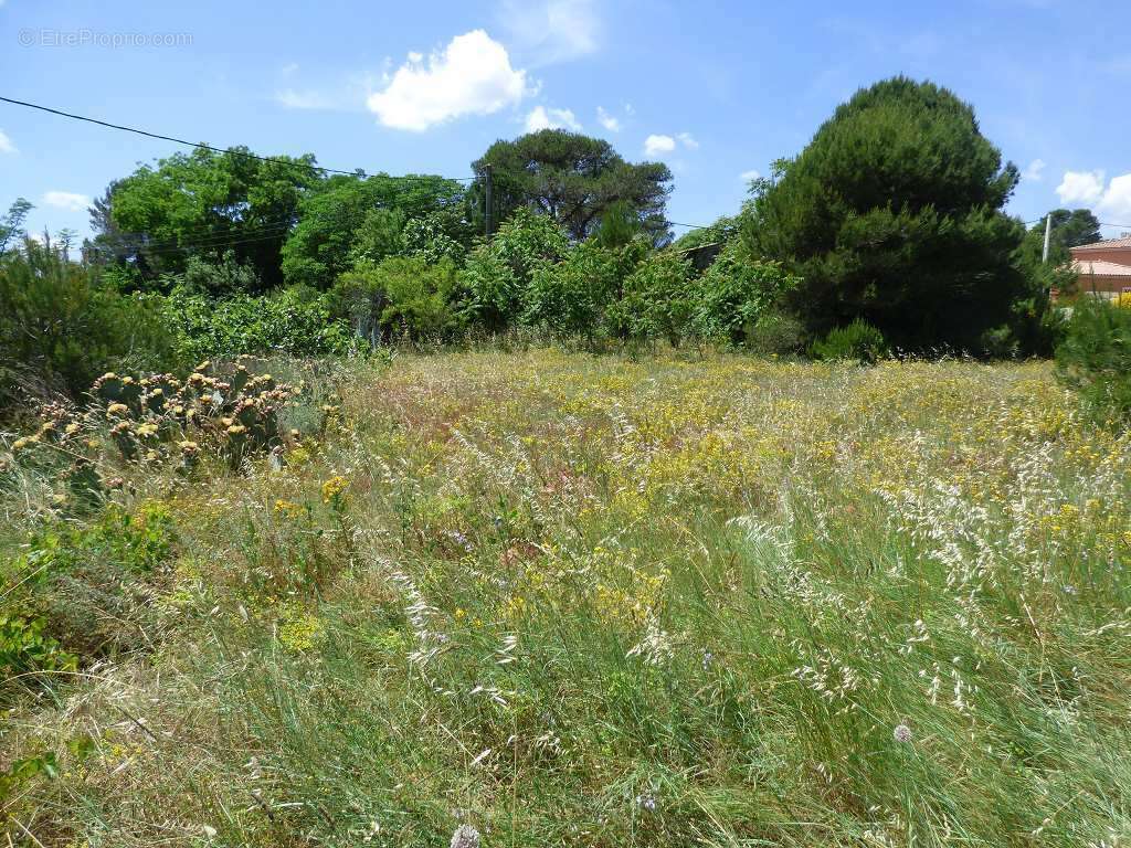 Terrain à CLERMONT-L&#039;HERAULT