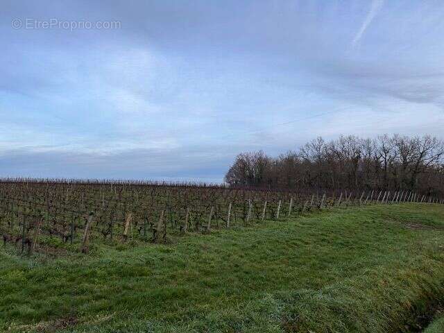 Terrain à MONTUSSAN