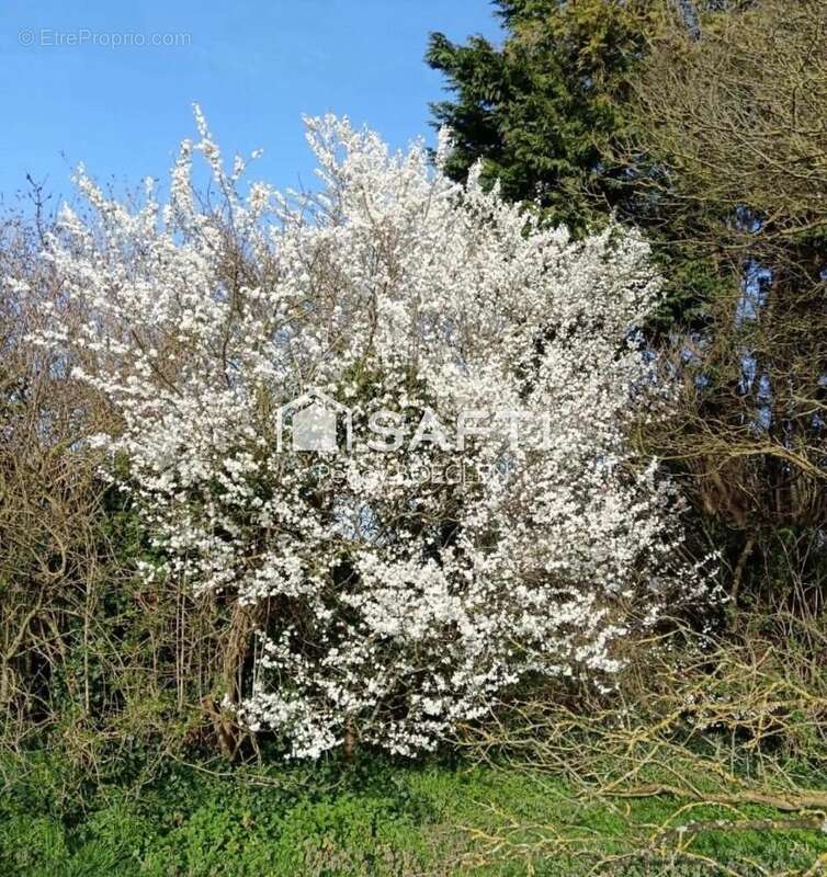 Photo 5 - Terrain à CAPPELLE-BROUCK