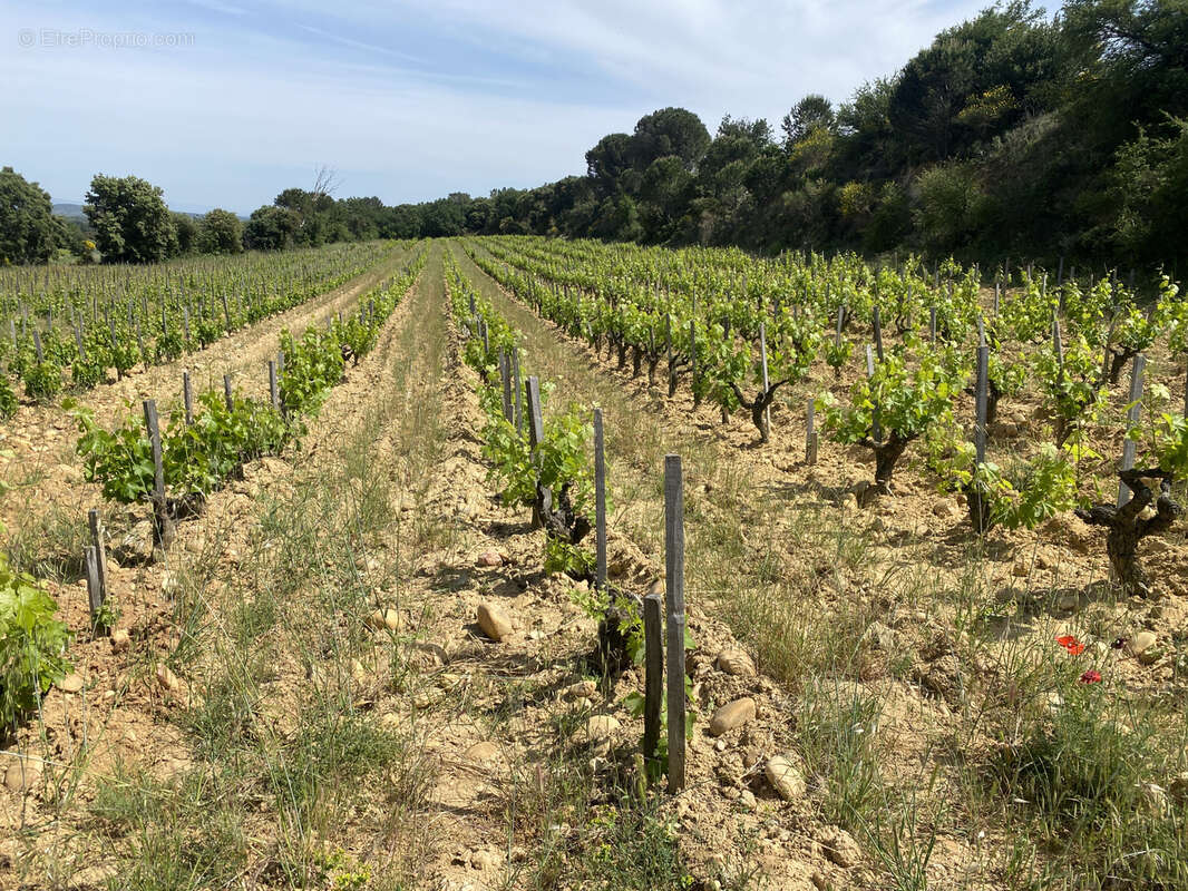 Domaine viticole confidentiel sur trois Crus de la Vallée du Rhône méridionale - photo 5