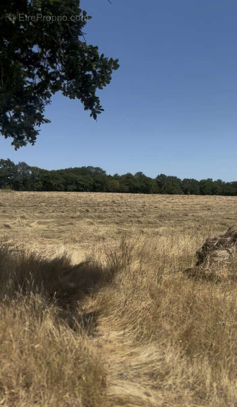 Propriété de 242m2 à Saint-Junien et 14 hectares - photo 3