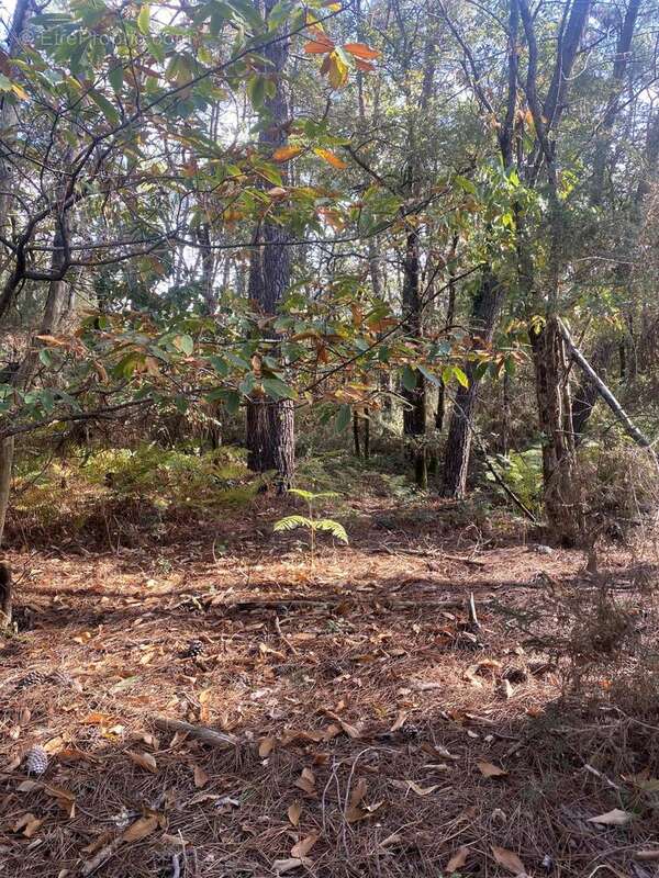 Photo 6 - Terrain à LANGON