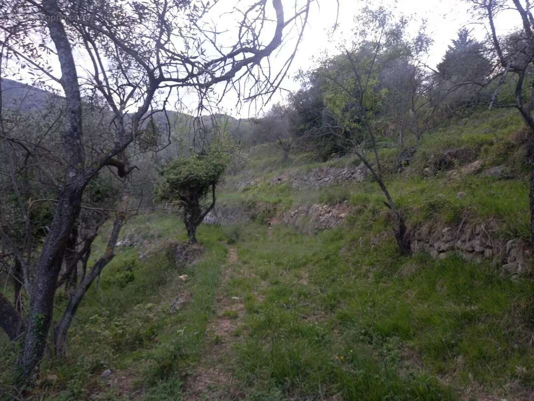 Grand terrain d'agrément - photo 10