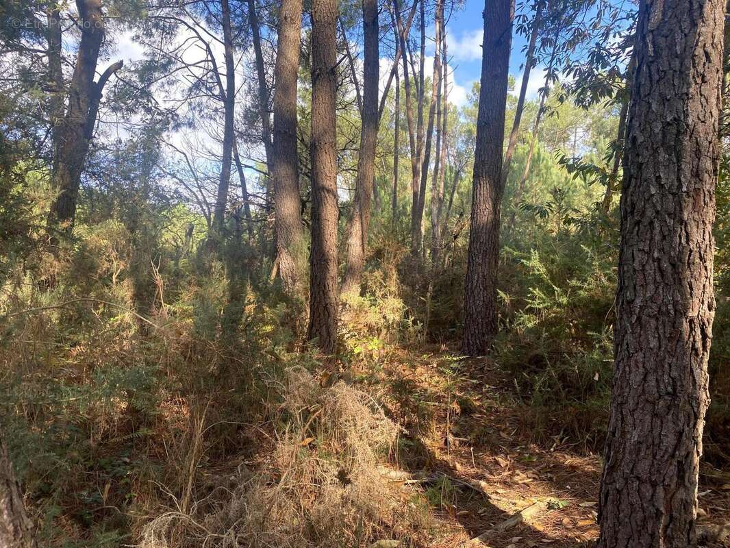 Photo 3 - Terrain à LANGON